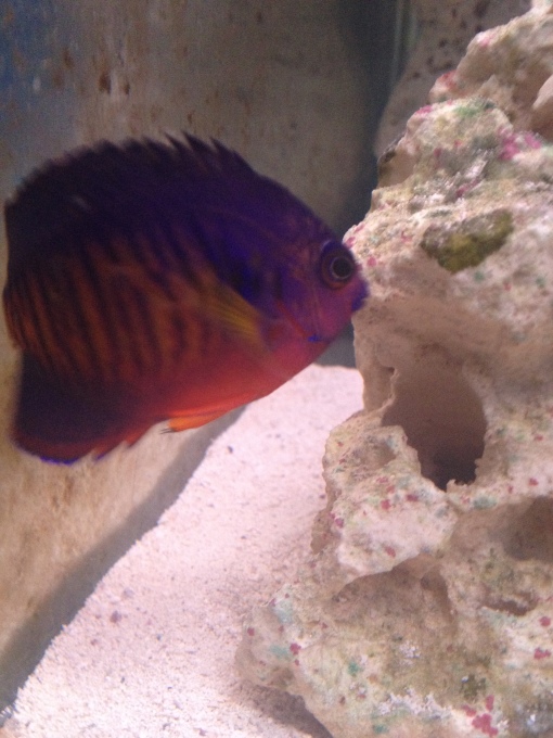 Coral Beauty Angel fish