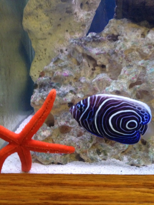 Emperor Anglefish and Red Starfish
