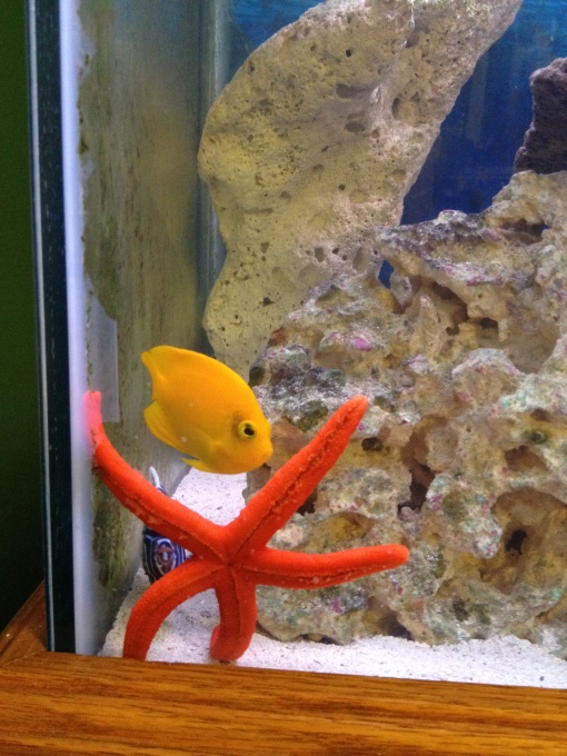 Yellow Angelfish and Red Starfish